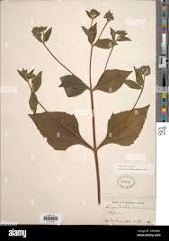 Image result for Sigesbeckia