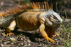 Florida S Invasive Iguana Population Is Booming And That S A Problem
