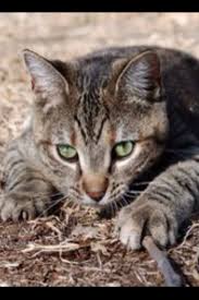 And it does matter where the cats live. Tigerclaw Big Dark Brown Tabby Tom With Unusually Long Front Claws Apprentice Ravenpaw Cats Warrior Cats Warrior Cats Series