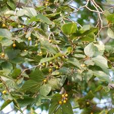 Image result for Celtis africana