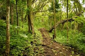 Moleka and ualakaa trails is a 2 mile loop trail located near honolulu, hawaii that features a great forest setting and is good for all skill levels. Ualakaa Trail