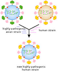 Computer and biological viruses might eventually converge the term computer virus was coined by fred cohen in the early 1980s, because like its biological counterparts, the computer virus is. Virus Wikipedia