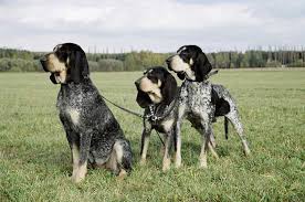 Image result for malý modrý gaskoňský honič