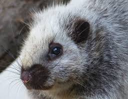 It is only found in luzon, the philippines. Northern Luzon Giant Cloud Rat Phloeomys Pallidus Inaturalist