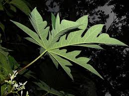 Elegant weeping form with a pop of chartreuse color if you like the feelin' sunny deodar cedar shrub, you'll love this elegant tree form. Papaya Pawpaw Diseases And Pests Description Uses Propagation Papaya Tree Papaya Plant Pests
