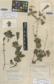 Image result for Barleria oxyphylla