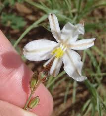 Image result for Chlorophytum calyptrocarpum