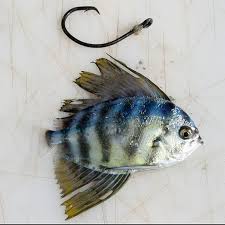 Image result for Hypselodelphys