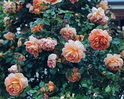 Dish garden design & ideas. Can You Hear The Garden Singing Naomi Loves