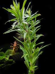 Image result for Pogostemon aquaticus