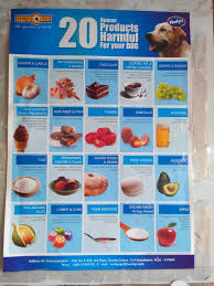 Homemade kibble dog food recipes homemade ftempo. I Live In India We Are Vegetarian What Homemade Food Pedigree Can Be Given To Golden Retriever Quora