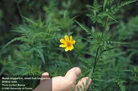 Image result for Bidens kirkii