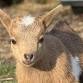 Goat Yoga Nashville- Jubilant June