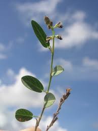 Image result for Alysicarpus