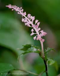 Image result for Hilleria latifolia