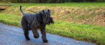 They do need moderate amounts of exercise in order to stay calm and keep your home. Kerry Blue Terrier All About Dogs Orvis