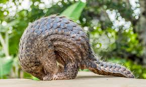 Image result for Daknopholis