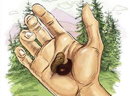 Select from premium buckeye nut of the highest quality. Everything Is Nuts Smoky Mountain Living