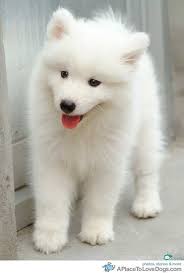 Black American Eskimo Dog American Eskimo Dog White Fluffy Puppies American Eskimo Puppy Samoyed Puppy