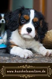 Cavalier King Charles Spaniel Cavalier King Charles Spaniel Spaniel Kleine Hunde