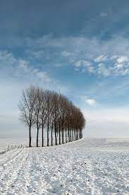 tree 101218 6 冬の風景 冬の景色 冬の樹木