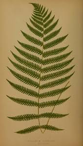 Image result for Athyrium schimperi
