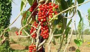 Image result for Tinospora