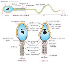 Physiology Of The Male Reproductive System Boundless