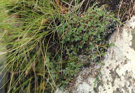 Image result for Selaginella dregei