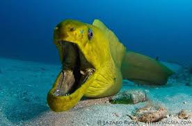 Green Moray Eel By Lazaro Ruda Coralreef Fish Under The Sea Ocean Creatures Sea Creatures