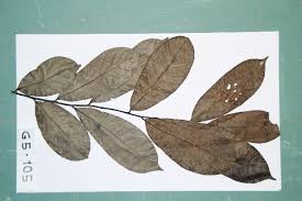 Image result for isolona lebrunii