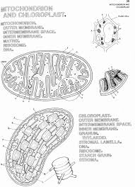The Biology Coloring Book Awesome Mitochondria And Chloroplast Coloring School In 2020 Biology Color Worksheets Coloring Books