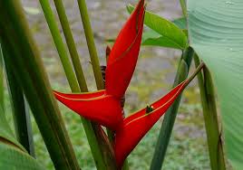 Flowers Of Colombia Heliconia Ortotricha Heliconia Flowers Photo