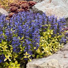 Image result for Ajuga