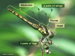 Dragonflies And Damselflies Dragonfly Insect Dragonfly Facts Dragonfly Life Cycle