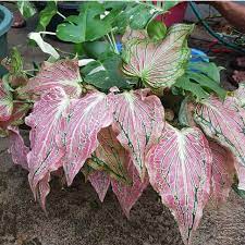 Pada postingan kali ini admin akan berbagi seputar gambar daun png yang kami posting dengan judul 8000 gambar daun png paling baru yang. Tanaman Hias Keladi Wayang Full Rimbun Isi Rimbun Shopee Indonesia