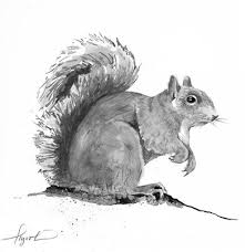 The Sociable Gray Squirrel The Aggressive Red Squirrel