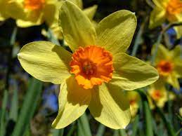 Daffodils Remind Me Of My Grandmother Daffodil Flower White Flower Farm Daffodils