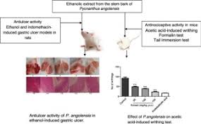 Image result for Pycnanthus