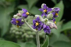 Image result for Solanum mauritianum