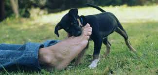 Always use the same sound as the verbal cue command to stop nipping, biting or mouthing. How Can I Stop My Puppy Biting Dog Training Treat And Toy Blog