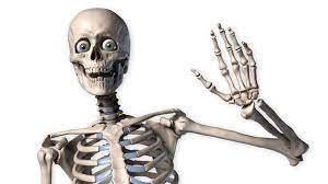 Draw Accurate Bones And Muscle | Creative Bloq