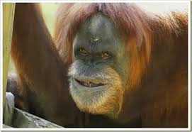 Animals With Downs Syndrome Down Syndrome Animals Beautiful Monkeys Funny