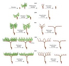 Image result for grape pruning