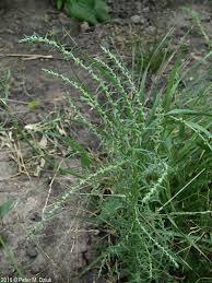 Image result for Suaeda articulata