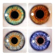 Iris Color Chart 4