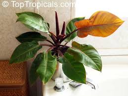 P2272499 Jpg 600 450 Philodendron Plant Leaves Plants