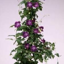 Image result for Asarina