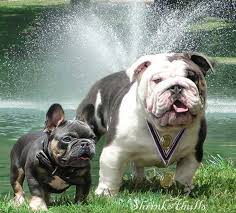 French bulldog vs english bulldog!! French Bulldog Vs English Bulldog Dogs Breeds And Everything About Our Best Friends
