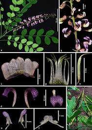Image result for Sophora inhambanensis